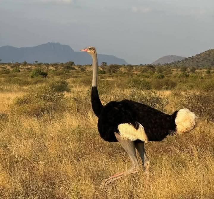 Kenya’s Northern Treasures: 4 Days Samburu & Ol Pejeta Safari