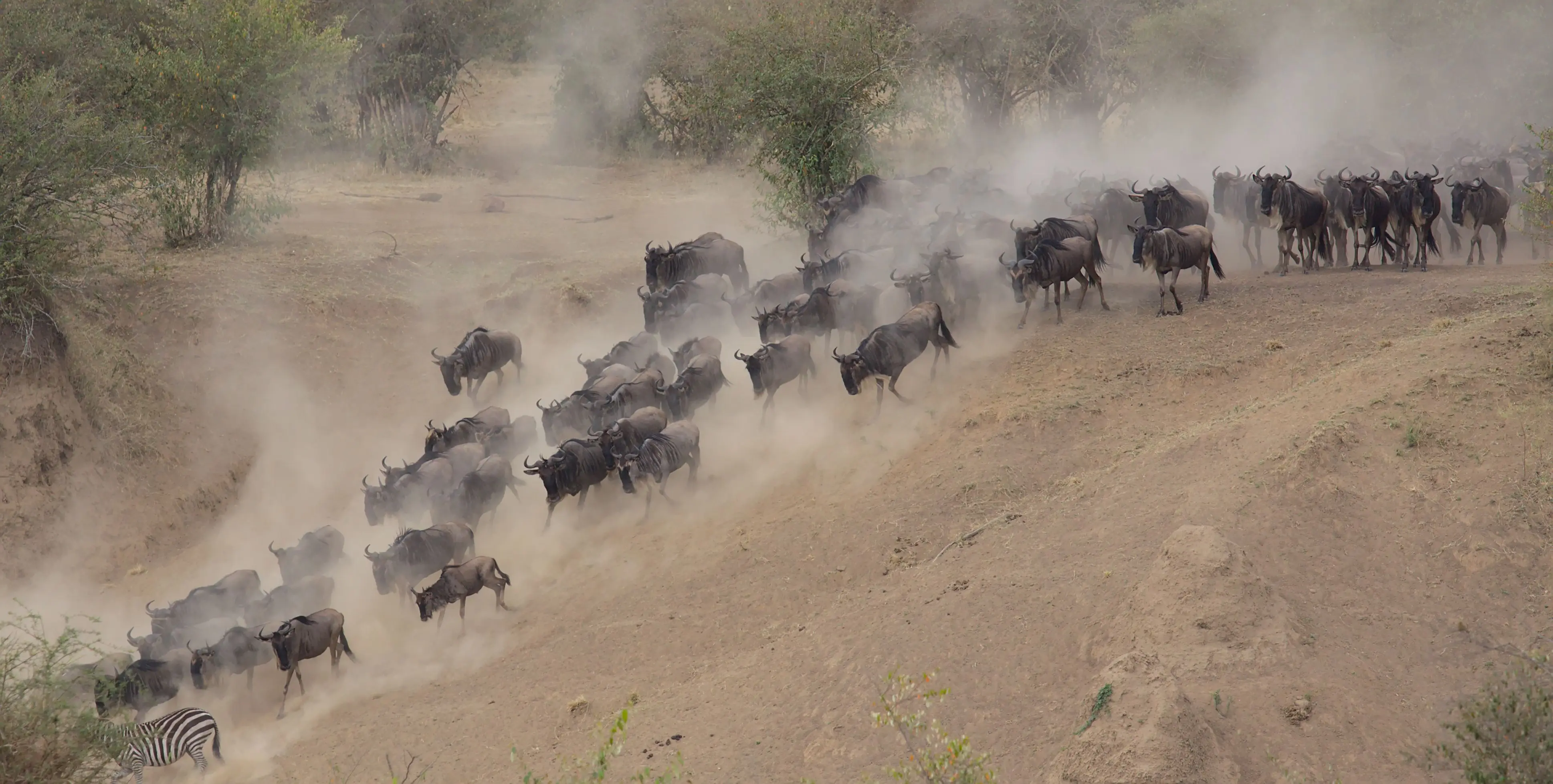 7 Days Migration Explorer Safari Tanzania Wildlife Experience