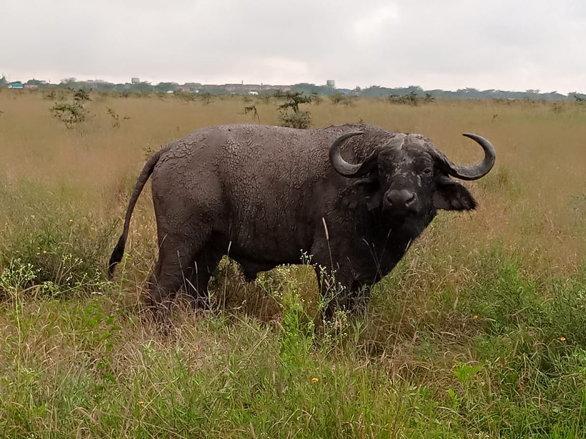 8 day Amboseli, Hells Gate, Lake Nakuru and Mara Safari