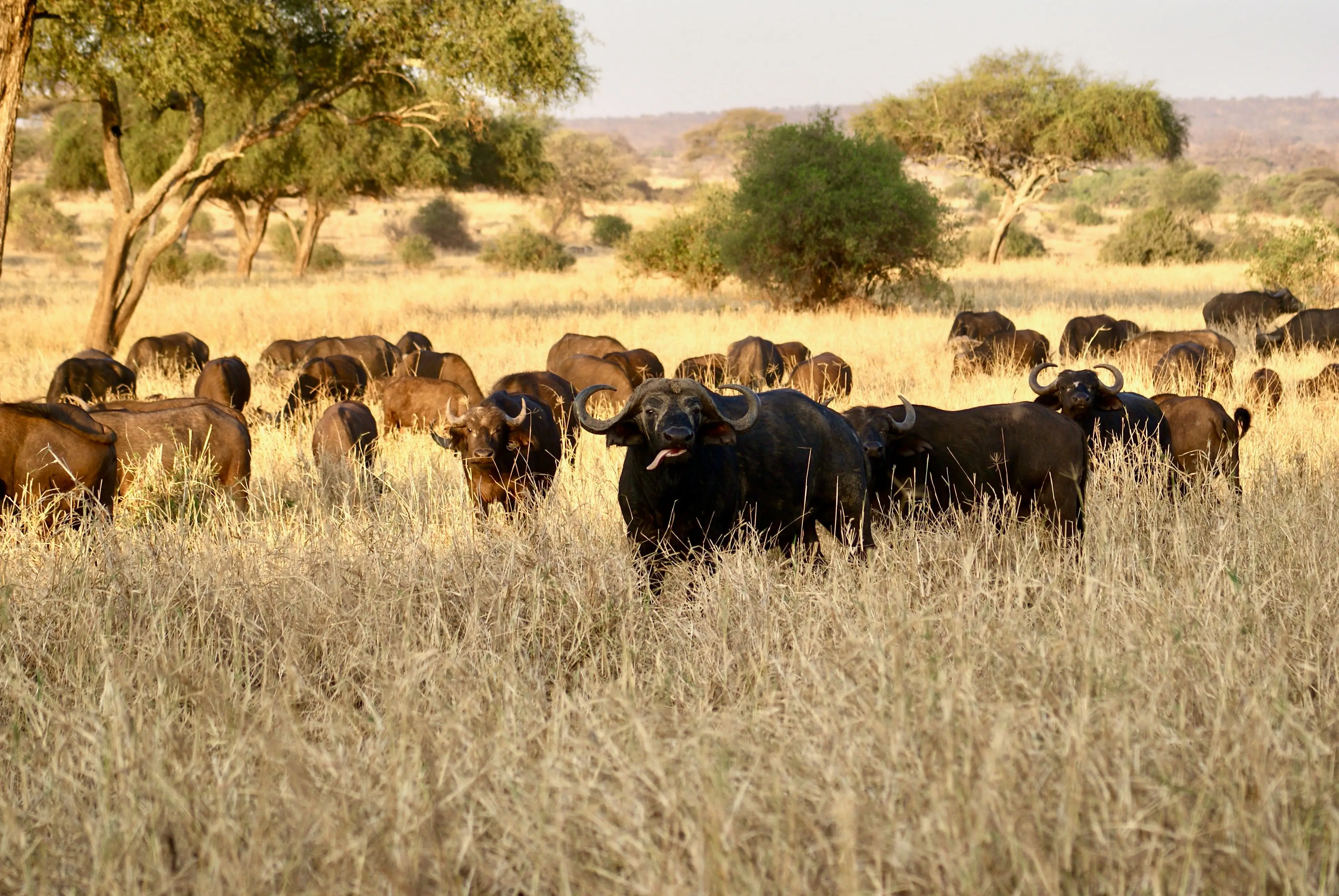 7 Days African Safari in Serengeti & Ngorongoro Tarangire Elephants, Endless Plains and the Crater of Wonders