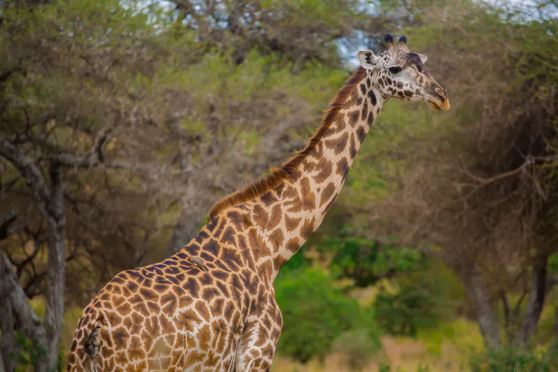 4-Day Luxury Northern Tanzania Safari: Tarangire, Ngorongoro & Lake Manyara