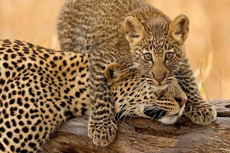 4 Days, 3 Nights - 4x4 Jeep Budget Nakuru & Mara Road Package