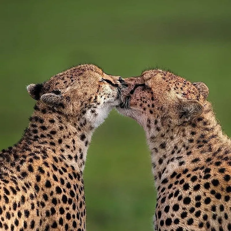 3 Day - Serengeti National Park from Arusha Private