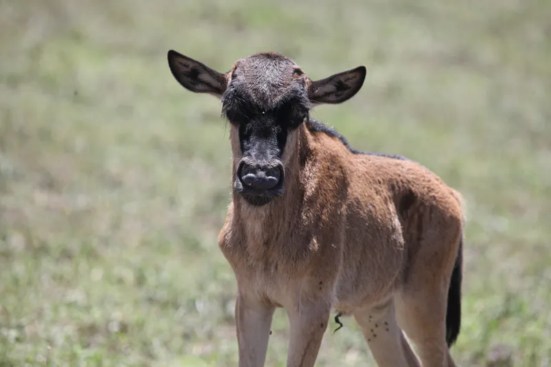 3-Day Luxury Tarangire, Ngorongoro & Manyara Tour