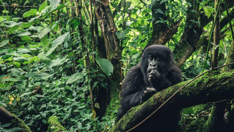 5-Day Kigali, Akagera, Musanze, Mgahinga Gorilla tracking