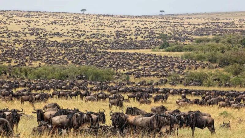13-Days Gorilla, Masai Mara & Serengeti Wilderness Safari - 3 Countries in 1 Safari