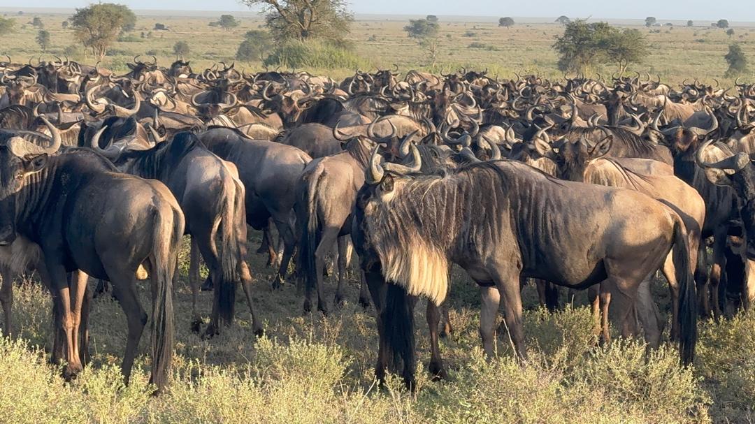 7 Days Safari in Tanzania