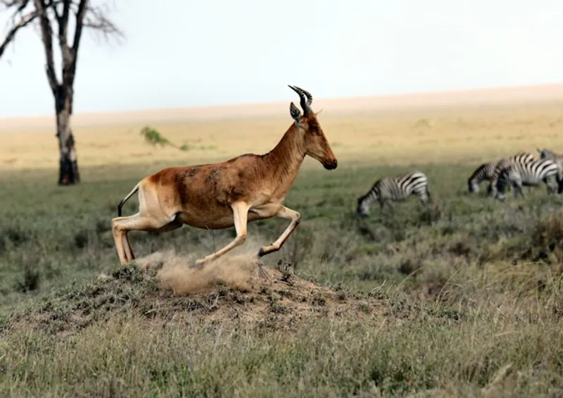 3-Day Fly in Tarangire, Ngorongoro and Lake Manyara