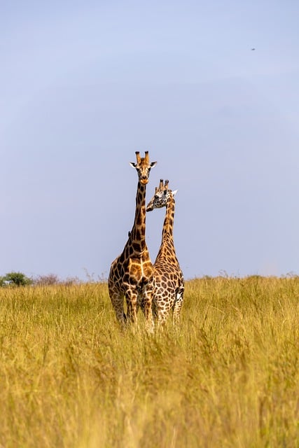 4-Day Fly-In-Fly-Out-Safari To Serengeti And Ngorongoro From Zanzibar