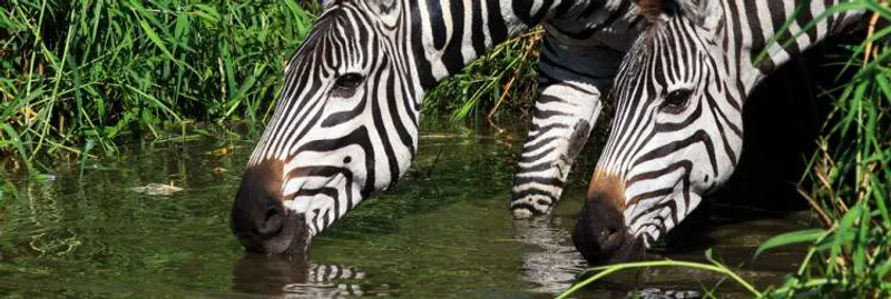 6-Day Safaris to explore Tarangire, Serengeti, Ngorongoro Crater & Lake Manyara