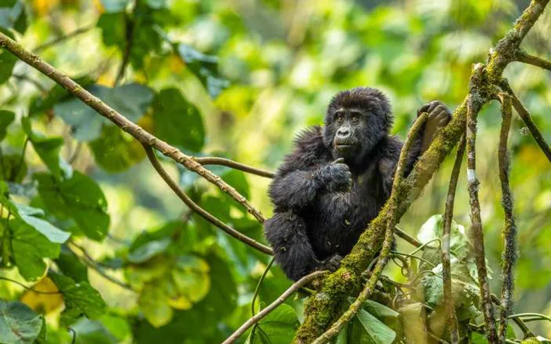 4 Day Gorilla Safari to Bwindi from Rwanda