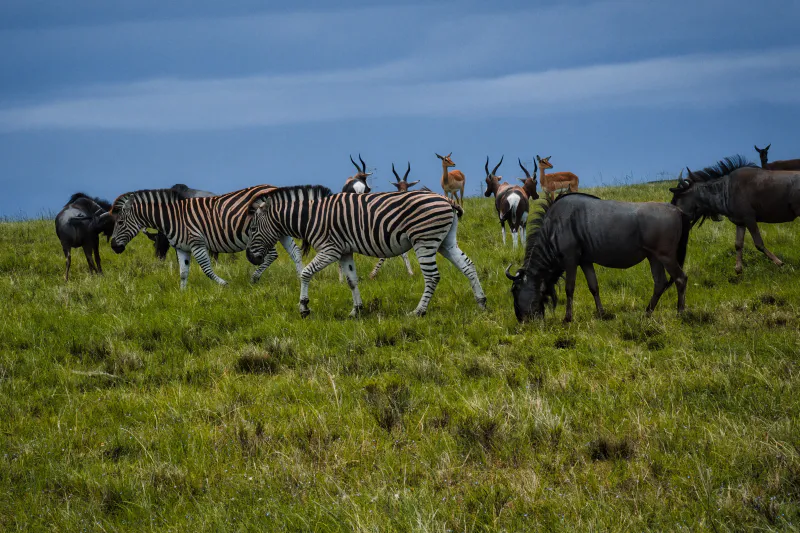 7 Days Dar Luxury Serengeti Migration Safari Escape