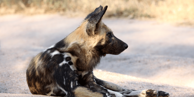 1-Day Full Day of Shared Safari in Mikumi Flying in & out from Zanzibar
