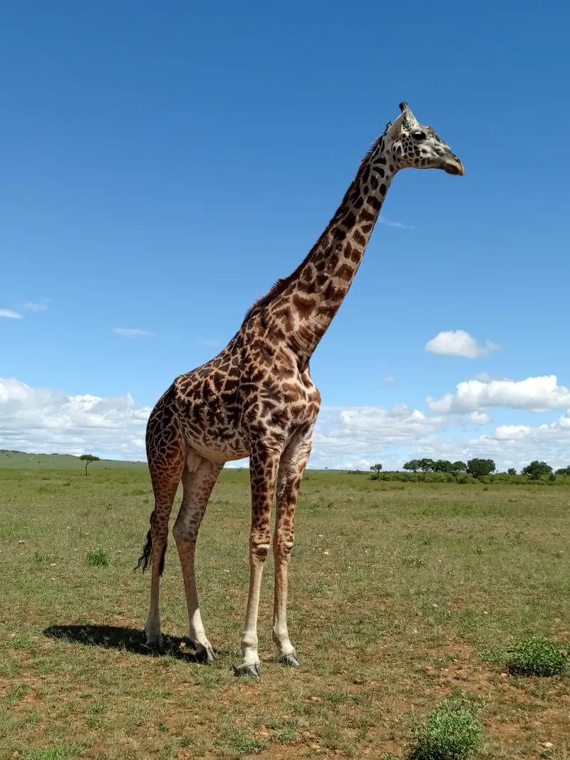 8-Days Gems of Kenya with Safari Rally Route Touch