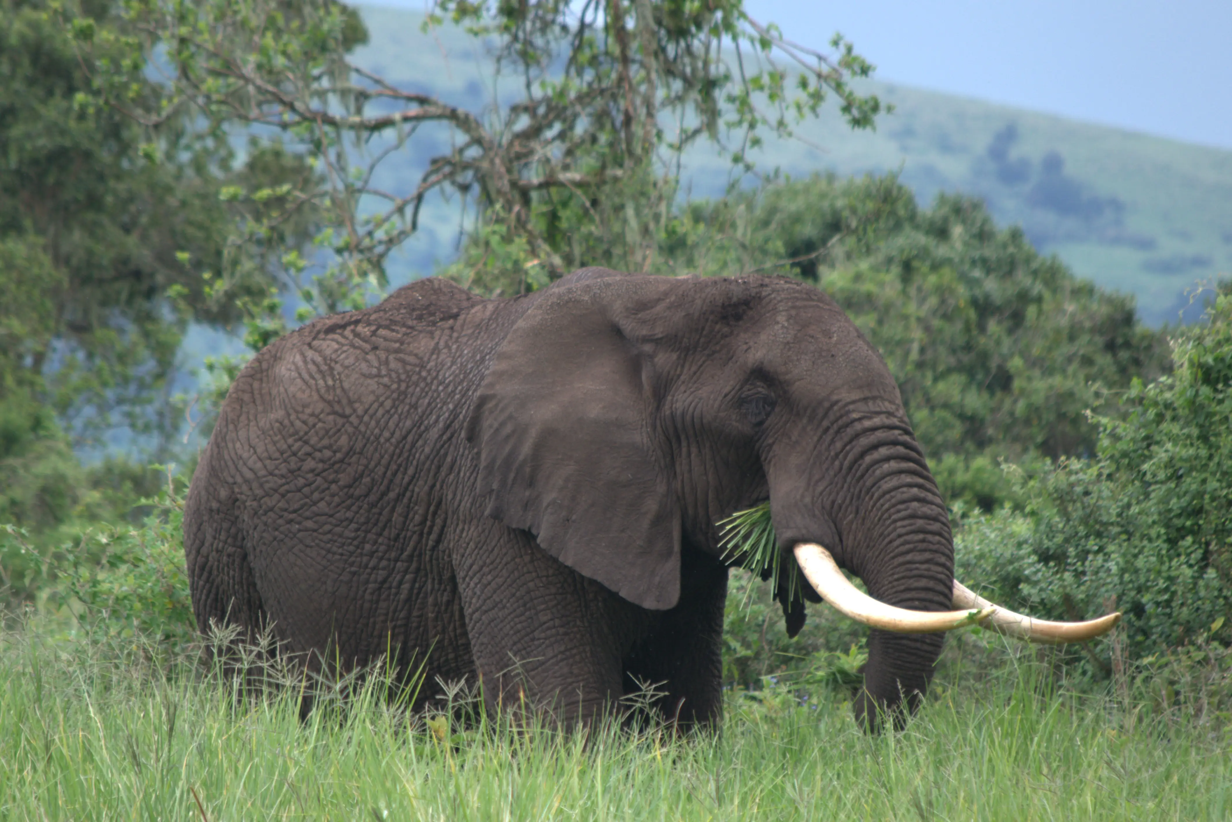 6-Day Signature Luxury Tanzania Safari – Tarangire, Serengeti & Ngorongoro