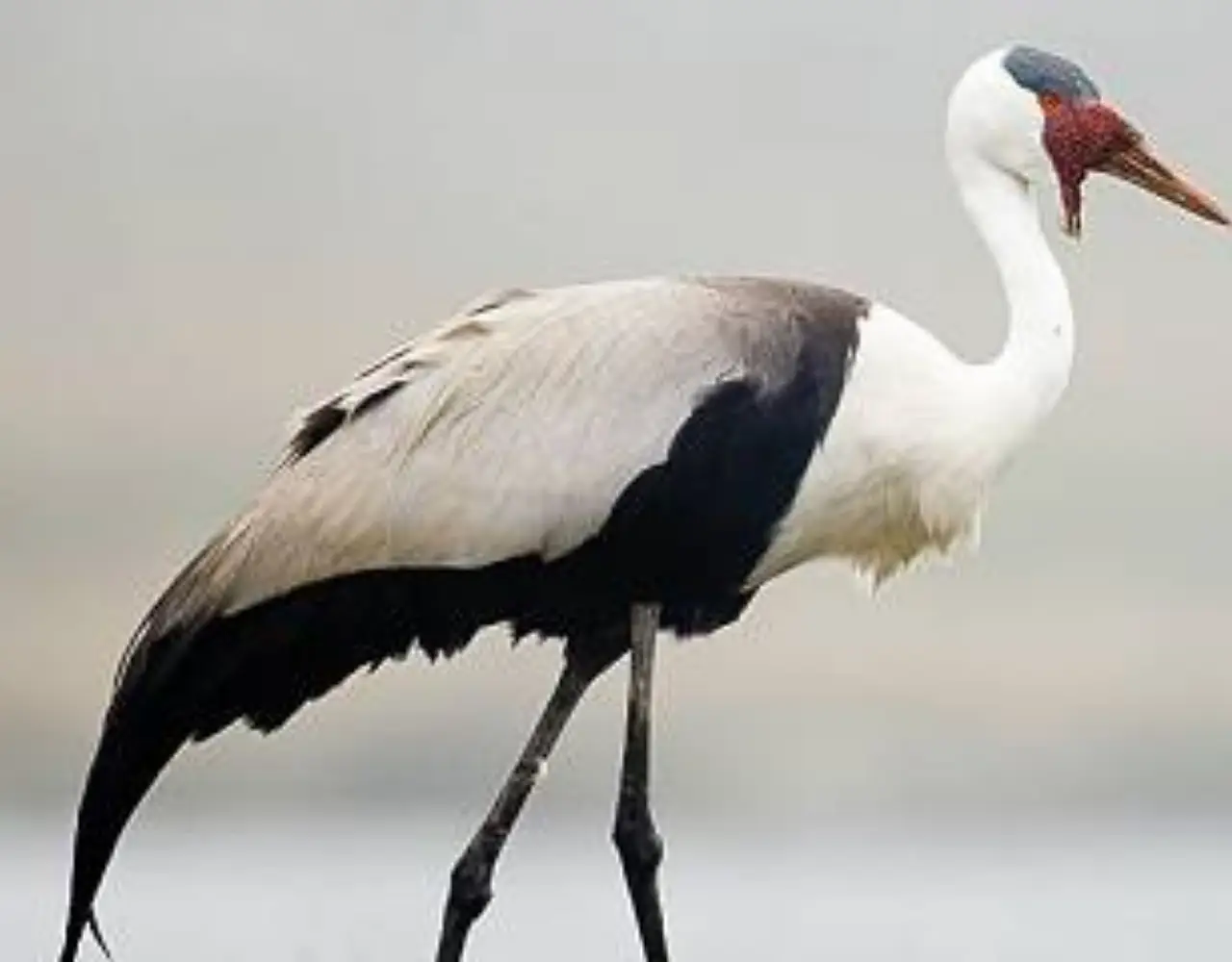 4-Day Ethiopian Birdwatching Tour