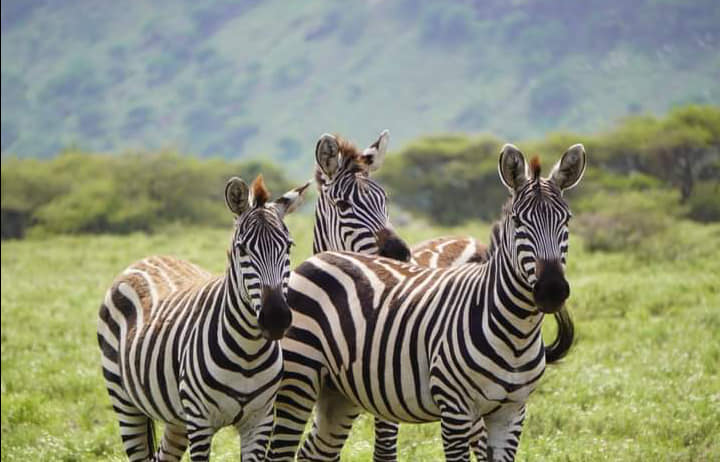 5-Day Signature Luxury Safari – Serengeti, Ngorongoro & Tarangire from Zanzibar