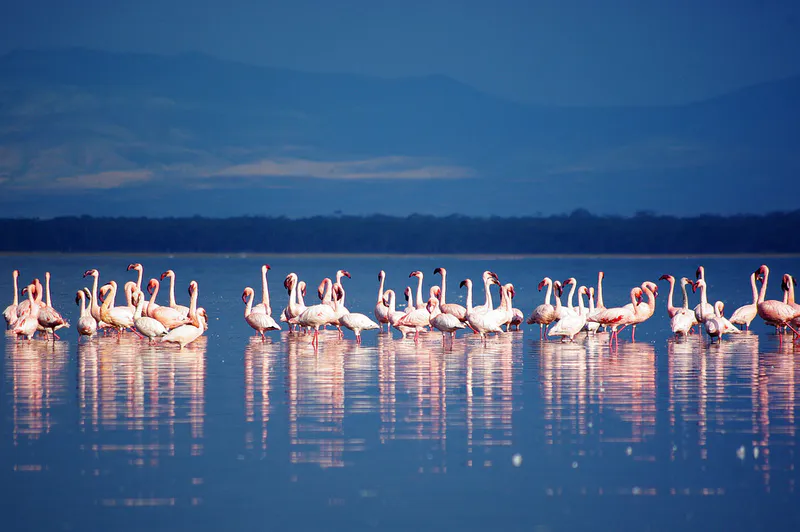 3-Day Spectacular Safari In Lake Nakuru National Park