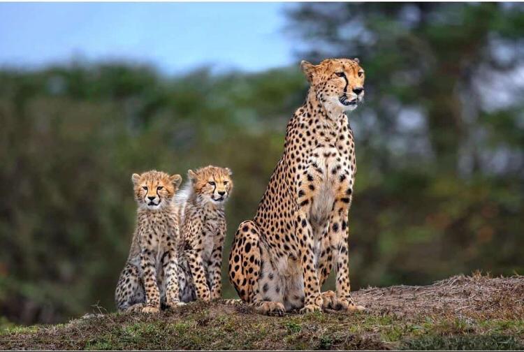 8 Day Luxury Safari Tanzania Trip