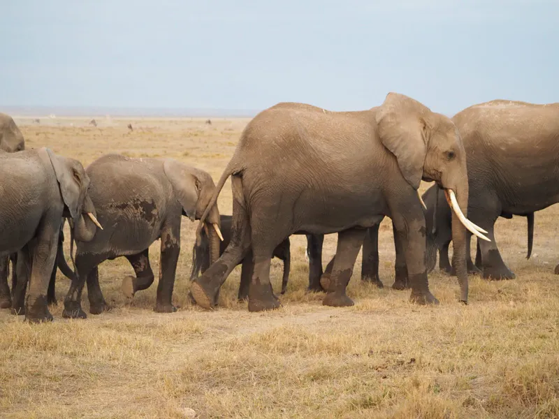 10-Day Luxury Africa Wildlife Lake Bogoria Maasai Mara Amboseli Mombasa Diani Beach