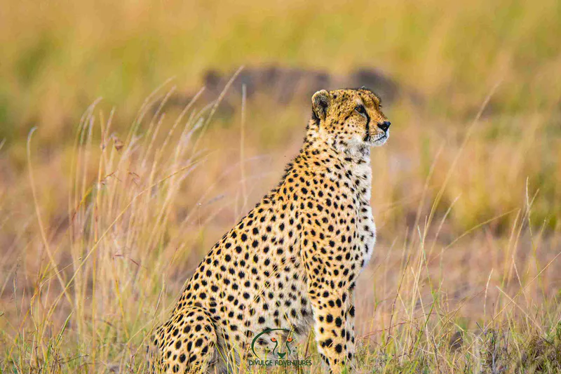 4- Day Lake Nakuru and Masai Mara Classic Budget Safari