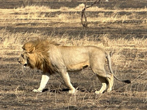 7 Days Luxury Tanzania Safari