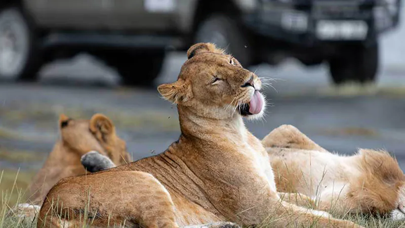 9 Days Luxury Tanzania Family Safari