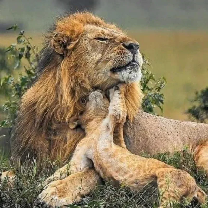 4 -DAYS BIG FIVE SAFARIS
