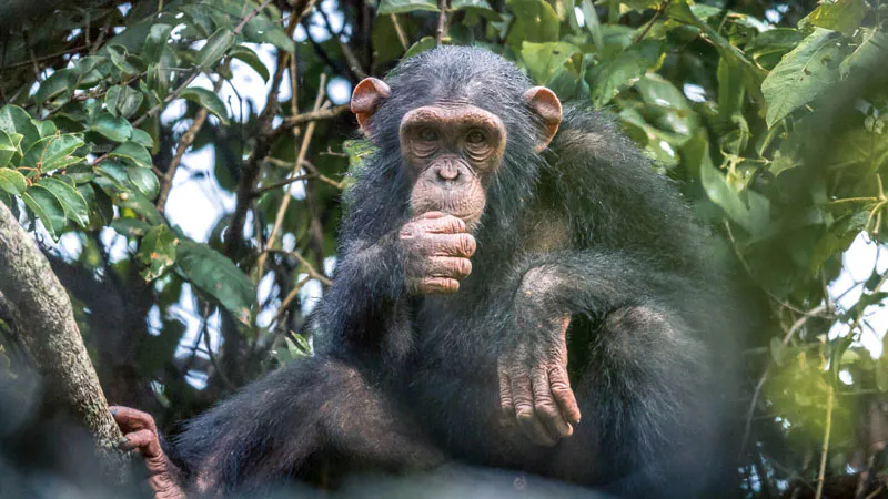 4-Day The Primate Edition - Rubondo Island