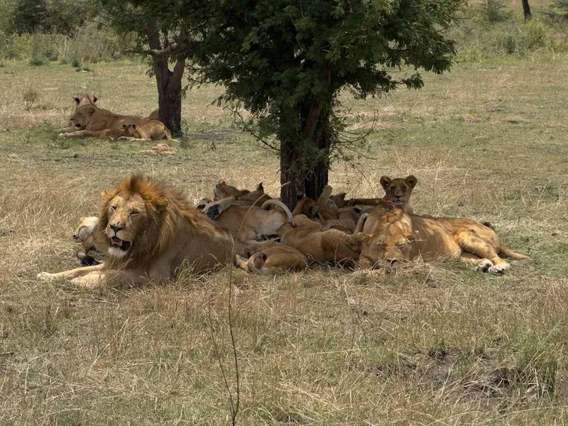5-tägige Ndutu-Migrations-Safari – Von Affenbrotbäumen über Geburten bis hin zu den Big Five (von Dezember bis März)