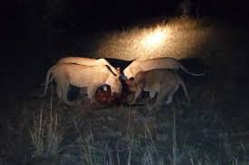6 - Days Night gamedrive & Balloon safari