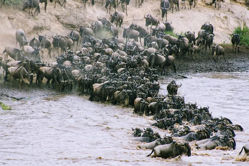 7-Day Tanzania Migration Private Safari