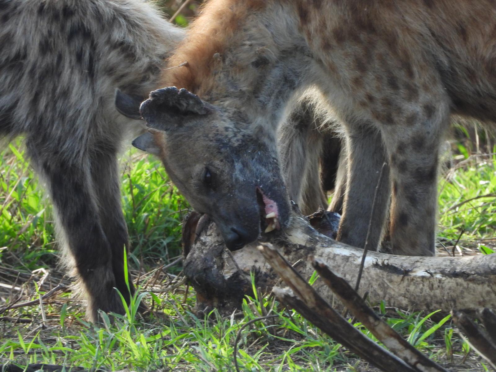 2DAYS EXPLORE THE NGORONGORO CRATER AND TARANGIRE NATIONAL PARK