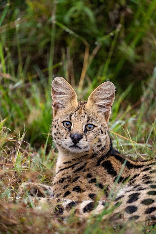 4-Day The Great Awaits in Serengeti National Park