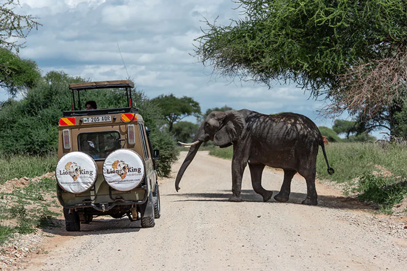 8 Day Tanzania Luxury Safari Wildlife Viewing