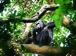 3-Day CHIMPS LUXURY SPECIAL - The Shuttle Hospitality - Safarigo