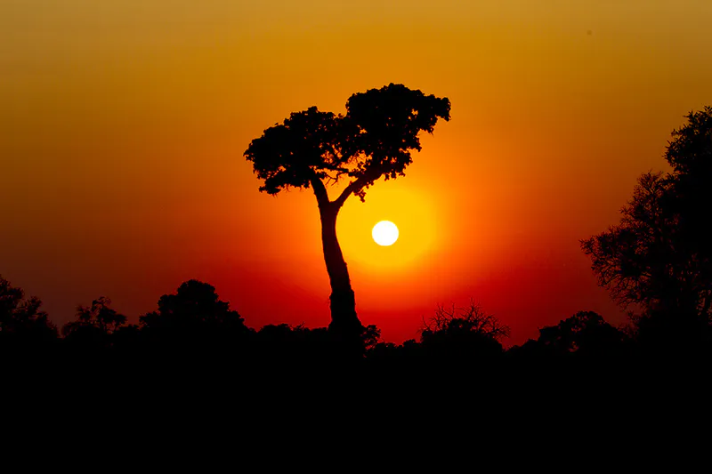 8 - Days Moremi & Nothern Exploration