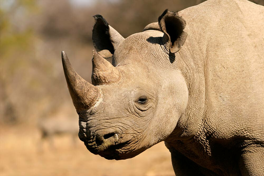 6 Days Tanzania Safari