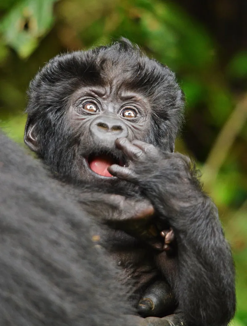 10-Day Uganda Safari