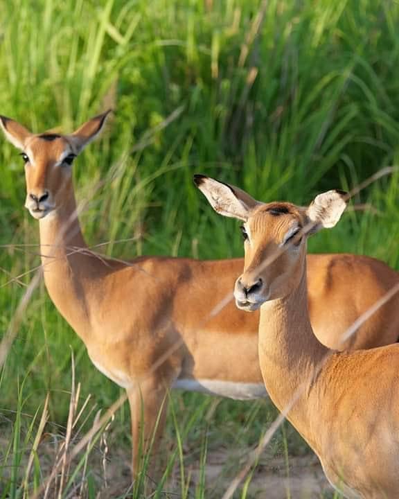 Day Trip - Arusha National Park