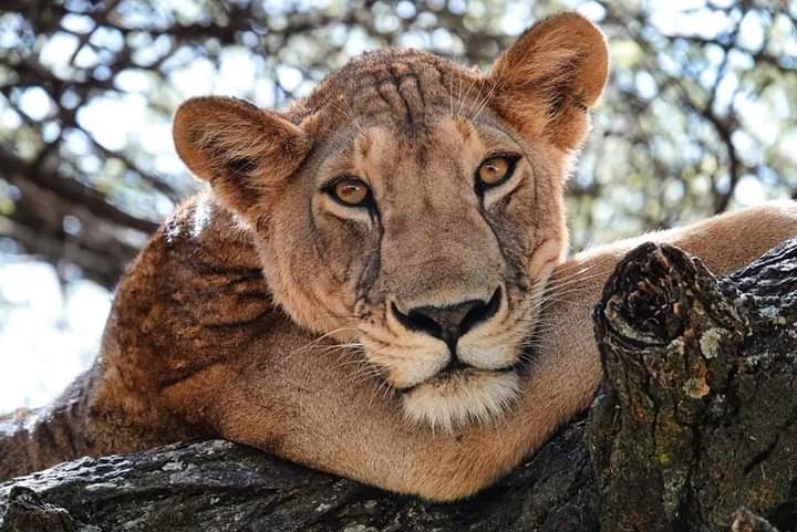 4 Days Masai Mara & Lake Nakuru Group Safari – Budget-Friendly Wildlife Experience