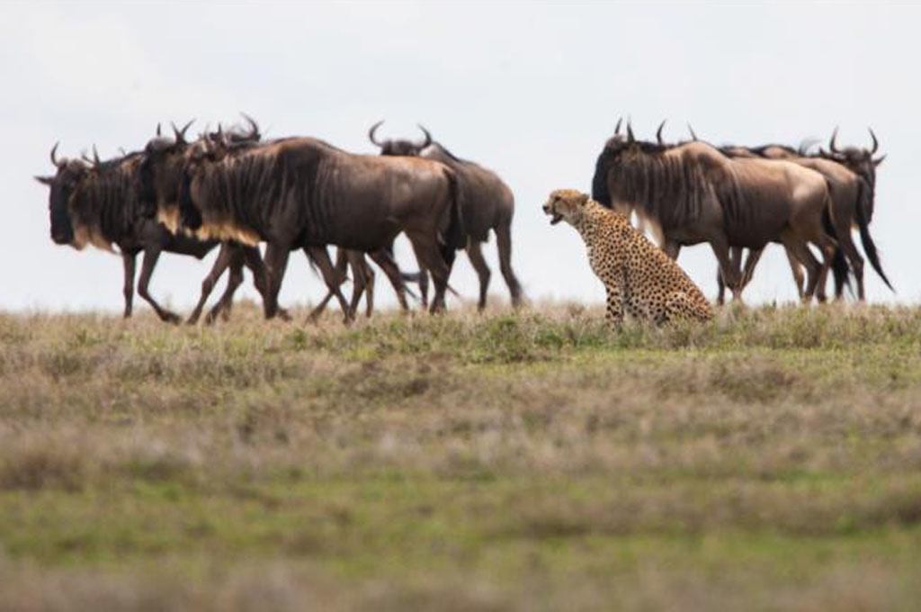 6 Days Great Serengeti Migration Safaris – Calving Season – Ndutu Area - East Safari Tours - Safarigo