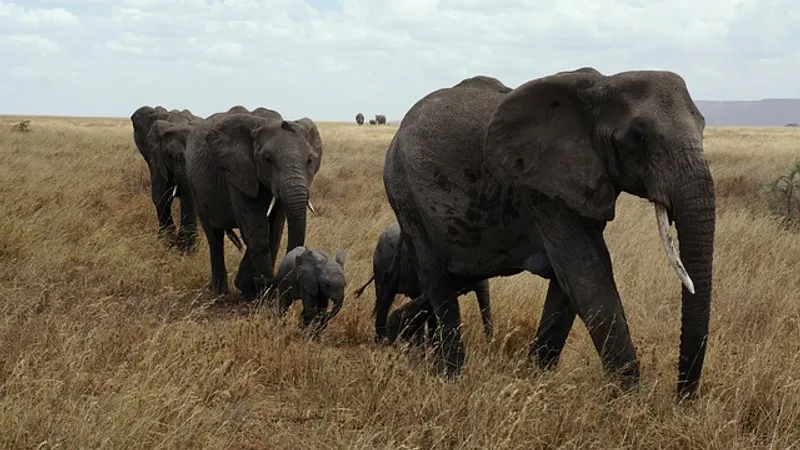 3-Day Serengeti & Ngorongoro Rest House Accommoadtion