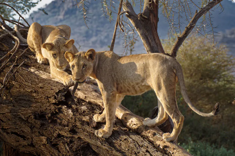 6 Days Rift Valley Explorer Lake Manyara Tree Lions, Serengeti Predators and Ngorongoro Crater Safari