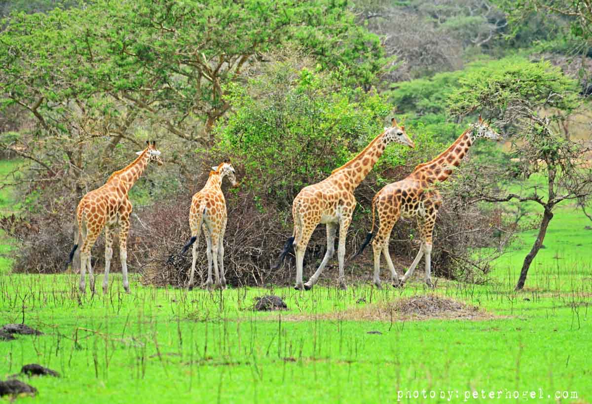 9-Day Explore Uganda and Gorilla Trekking
