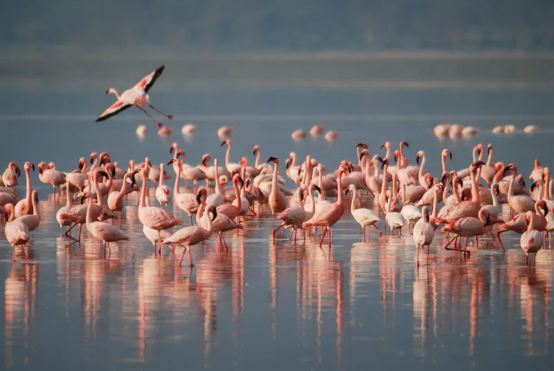 4Days_3 Nights_Midrange_Lake Manyara_ Serengeti_Ngorongoro & Tarangire