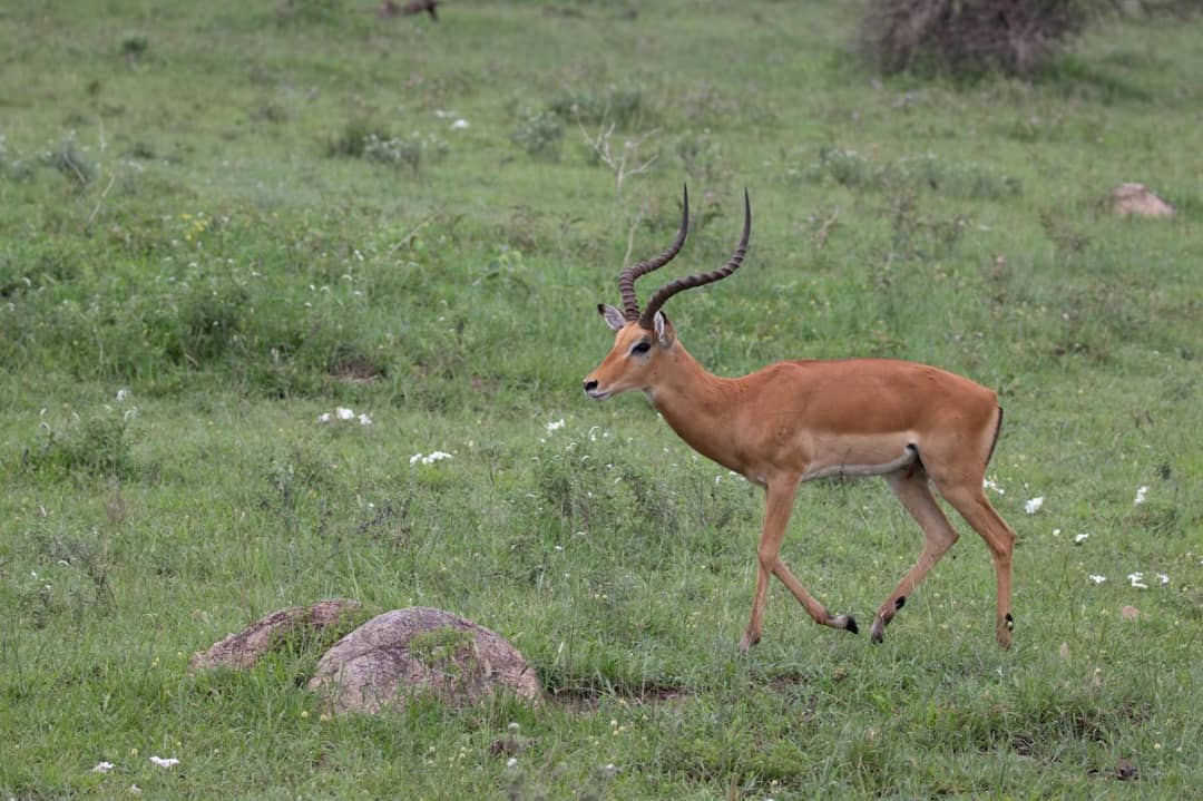 3-Days Tarangire, Manyara & Ngorongoro Crater