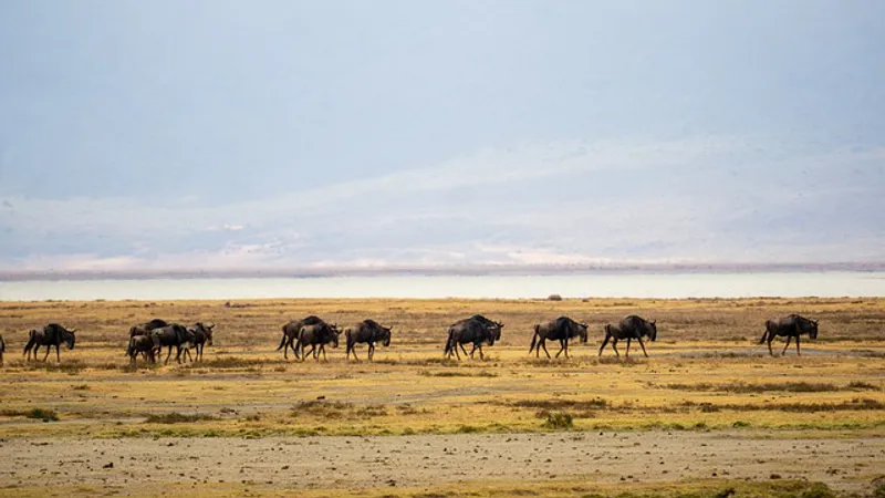 14-Day Photographic Safari and Migration Adventure