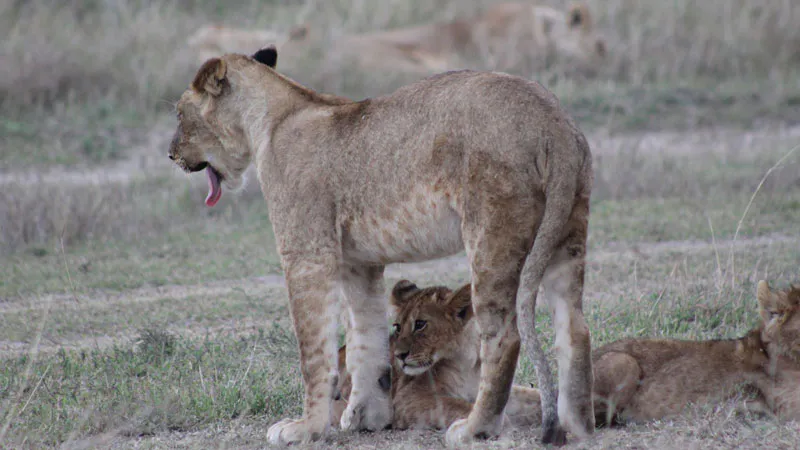 Amboseli and Tsavo Safari - 4 Days