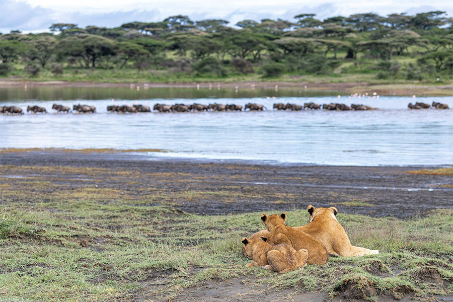 5-Day Calving Season Ndutu(Dec to April) Tour